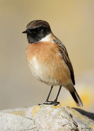 Stonechat Saxicola rubicola