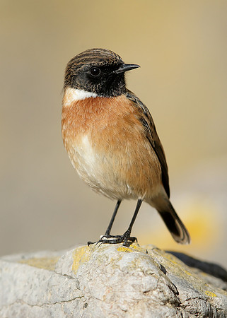 Stonechat Saxicola rubicola