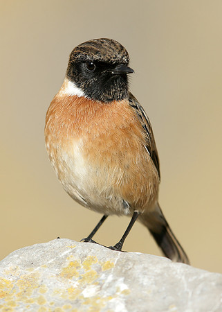 Stonechat Saxicola rubicola