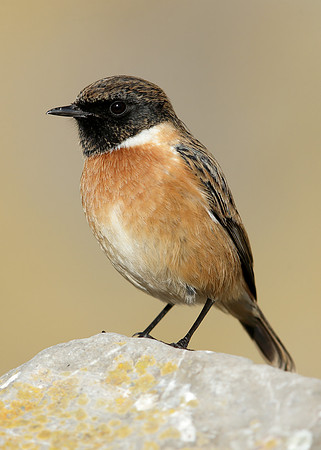 Stonechat Saxicola rubicola