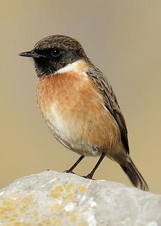 Stonechat Saxicola rubicola