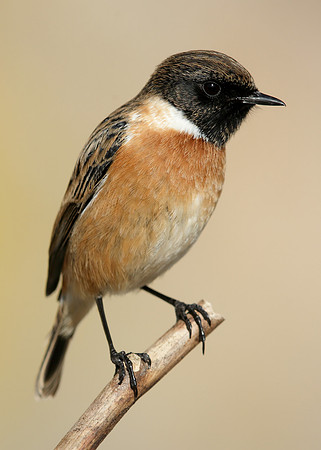 Stonechat Saxicola rubicola