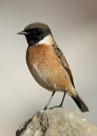 Stonechat Saxicola rubicola