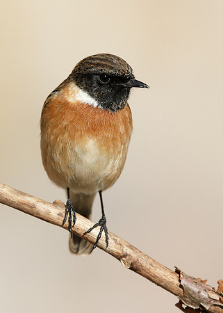 Stonechat Saxicola rubicola