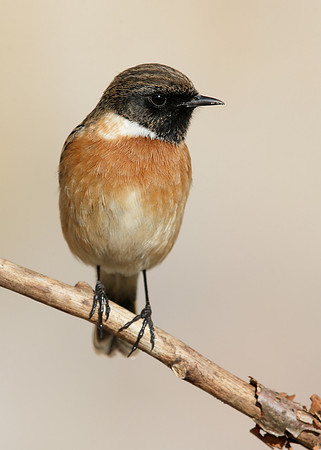 Stonechat Saxicola rubicola