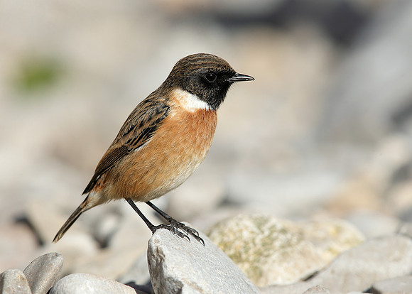 Stonechat Saxicola rubicola