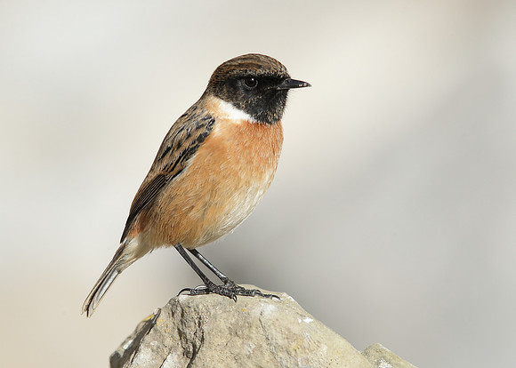 Stonechat Saxicola rubicola