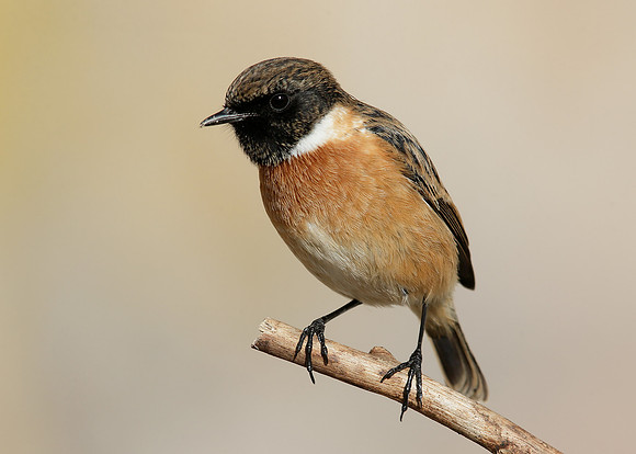 Stonechat Saxicola rubicola