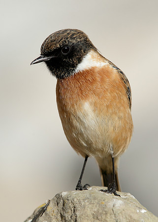 Stonechat Saxicola rubicola