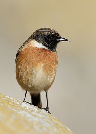 Stonechat Saxicola rubicola