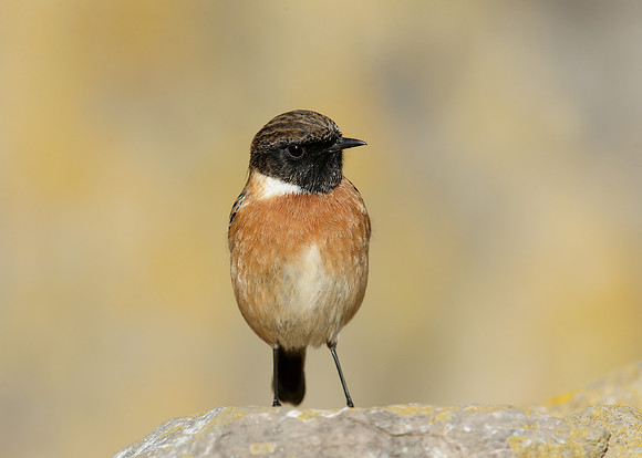 Stonechat Saxicola rubicola