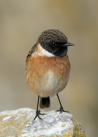 Stonechat Saxicola rubicola