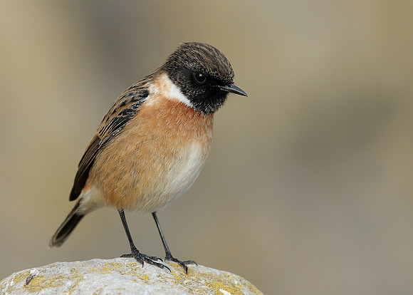 Stonechat Saxicola rubicola