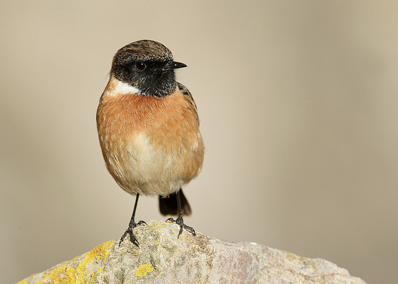 Stonechat Saxicola rubicola