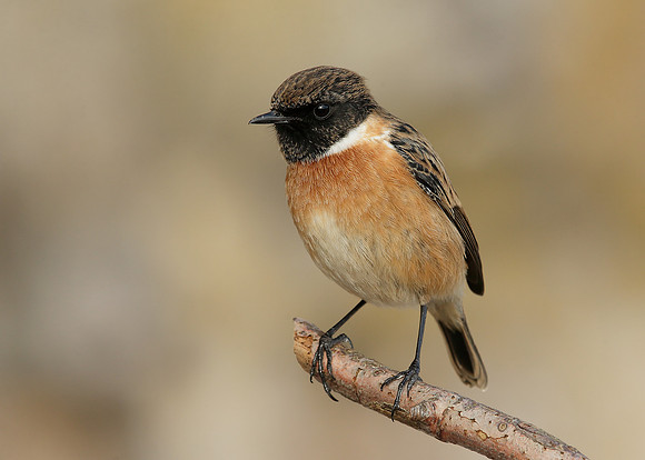 Stonechat Saxicola rubicola