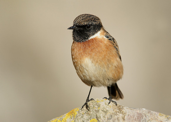 Stonechat Saxicola rubicola