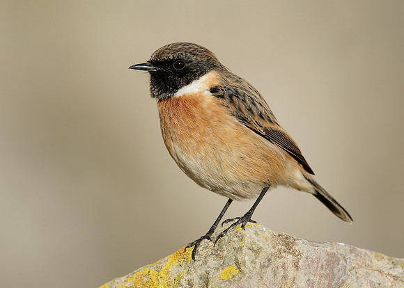 Stonechat Saxicola rubicola
