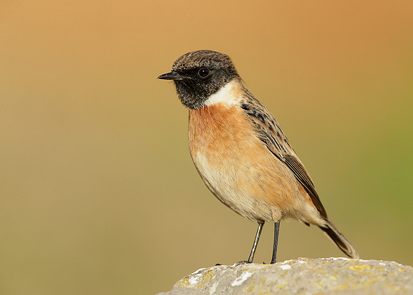 Stonechat Saxicola rubicola
