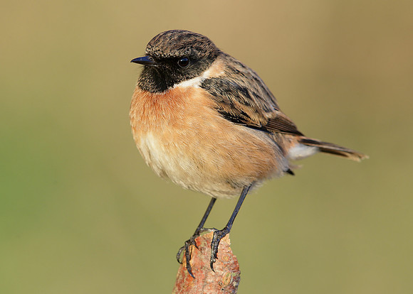 Stonechat Saxicola rubicola