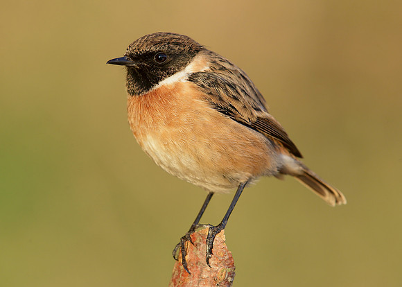 Stonechat Saxicola rubicola