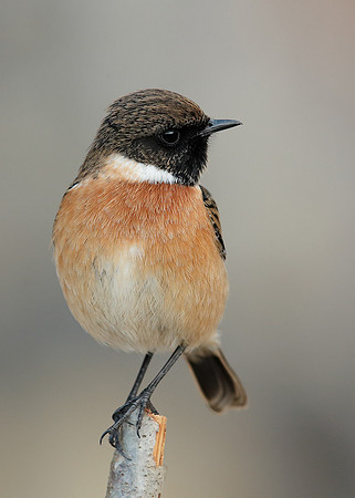 Stonechat Saxicola rubicola