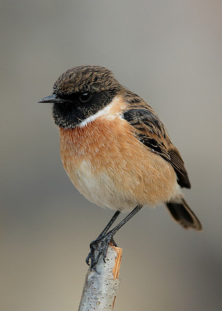 Stonechat Saxicola rubicola