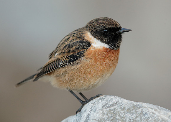 Stonechat Saxicola rubicola