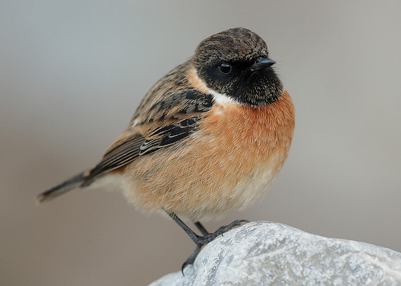 Stonechat Saxicola rubicola