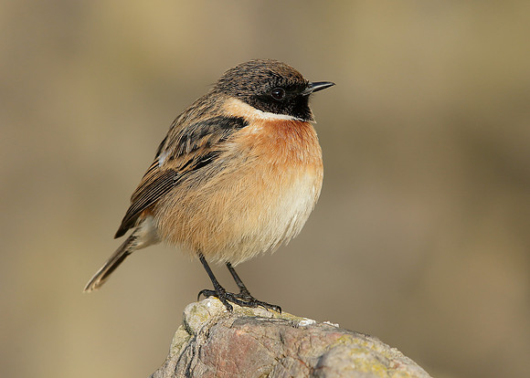 Stonechat Saxicola rubicola