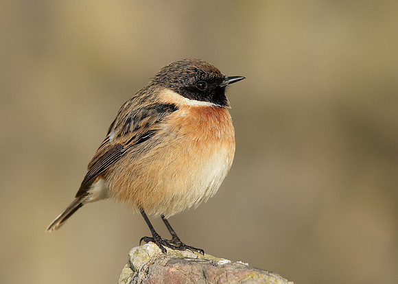 Stonechat Saxicola rubicola