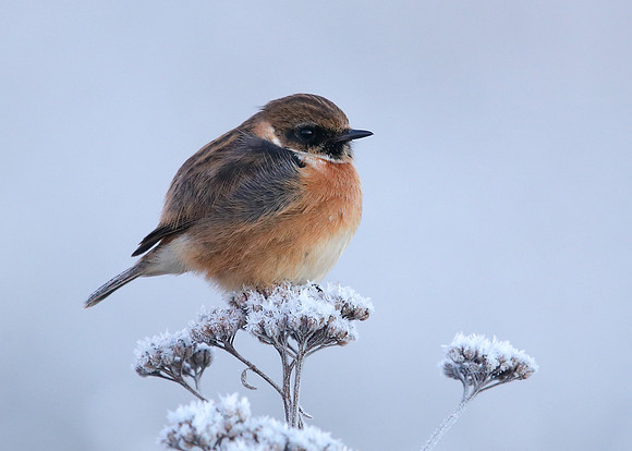 Stonechat Saxicola rubicola