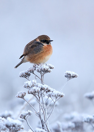 Stonechat Saxicola rubicola