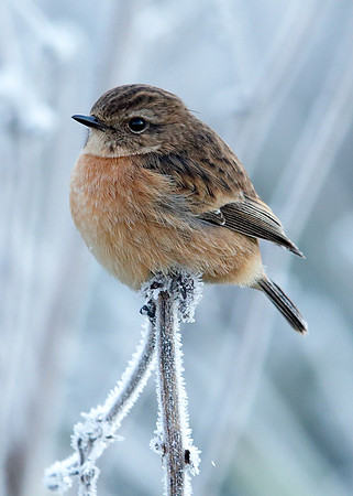 Stonechat Saxicola rubicola