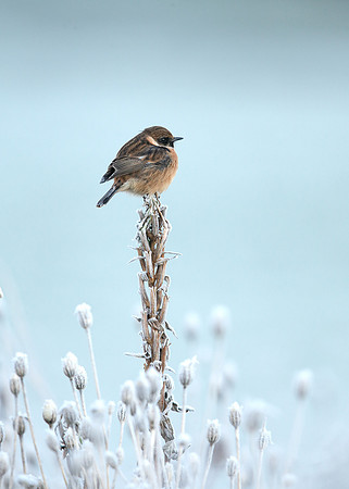 Stonechat Saxicola rubicola