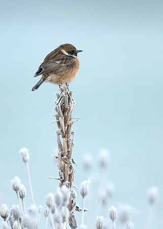 Stonechat Saxicola rubicola
