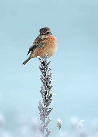 Stonechat Saxicola rubicola