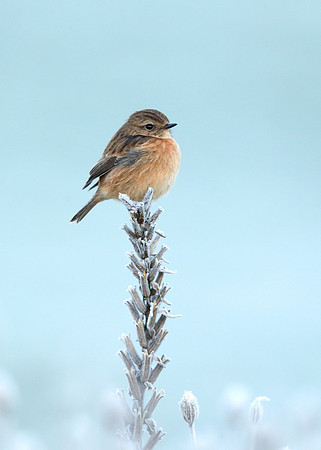 Stonechat Saxicola rubicola