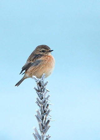 Stonechat Saxicola rubicola