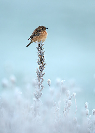 Stonechat Saxicola rubicola