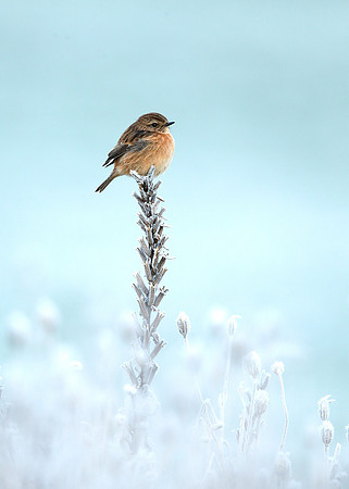 Stonechat Saxicola rubicola