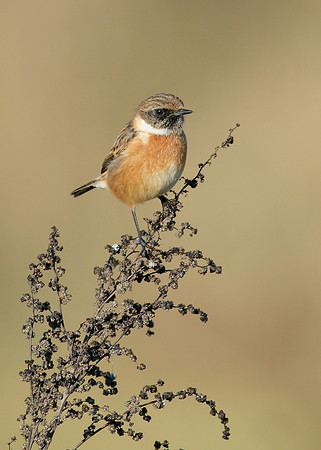 Stonechat Saxicola rubicola