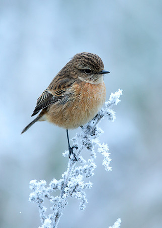 Stonechat Saxicola rubicola