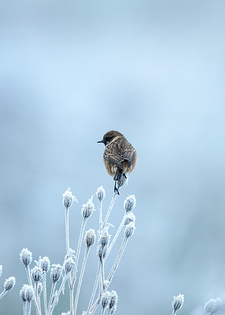 Stonechat Saxicola rubicola