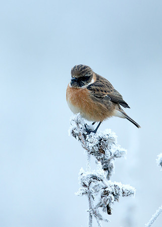 Stonechat Saxicola rubicola