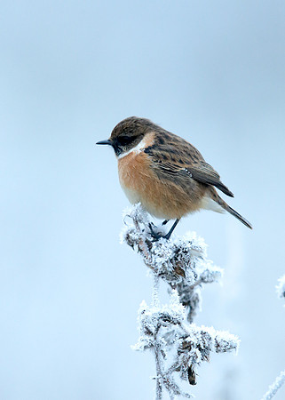 Stonechat Saxicola rubicola