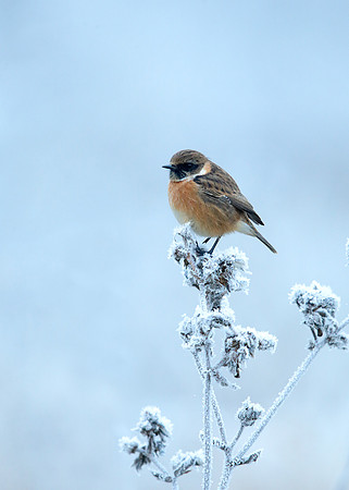 Stonechat Saxicola rubicola