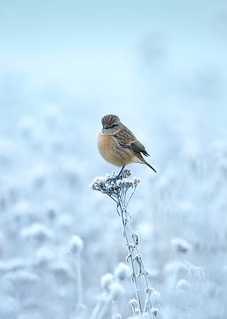 Stonechat Saxicola rubicola