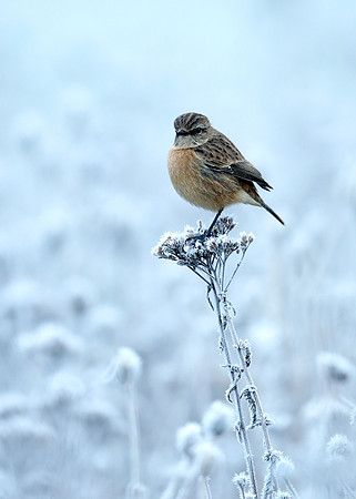 Stonechat Saxicola rubicola