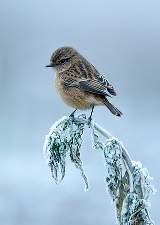 Stonechat Saxicola rubicola