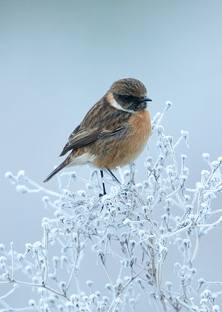 Stonechat Saxicola rubicola